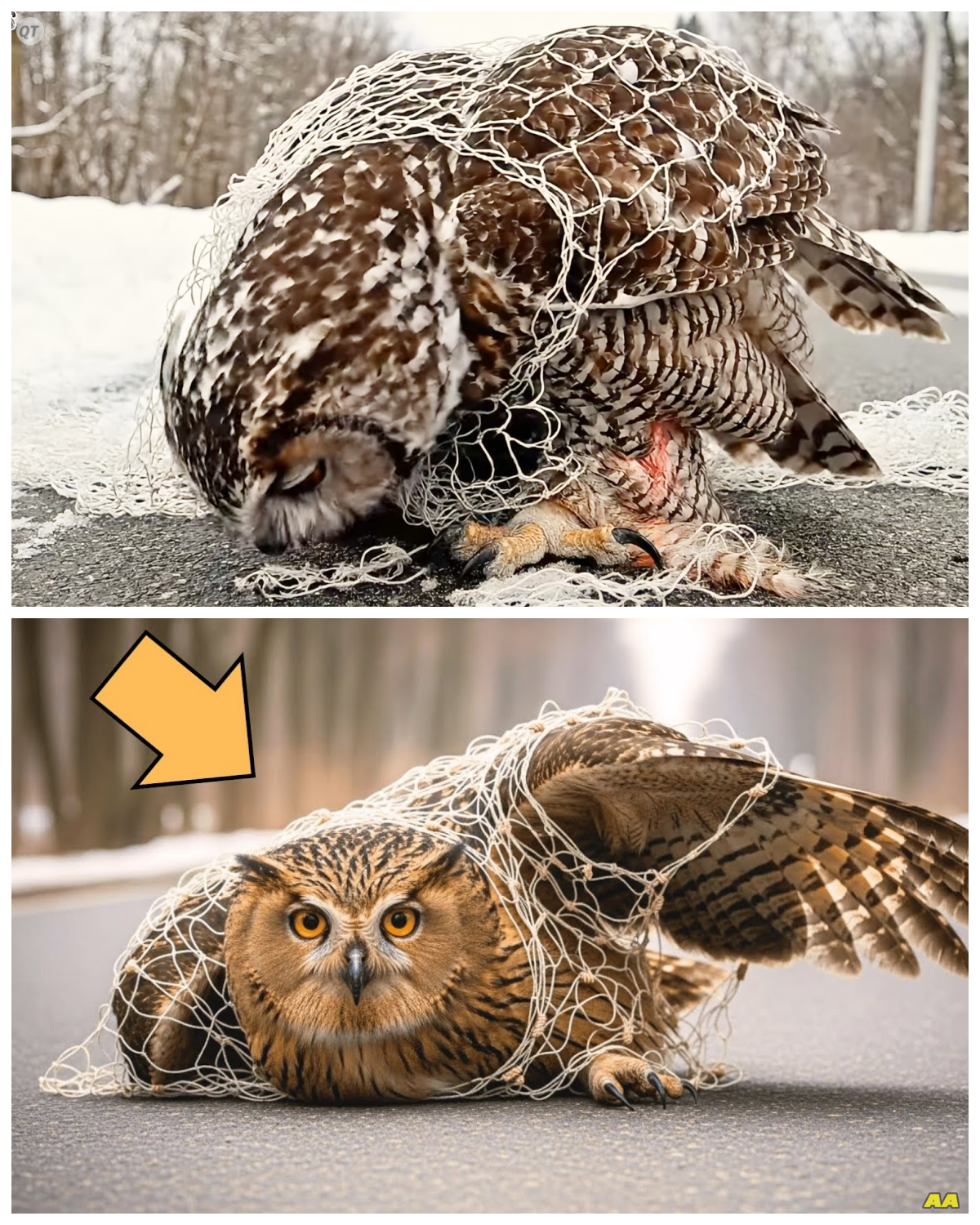 Rescue of A Blakiston’s Fish Owl Found Trapped in Fishing Net