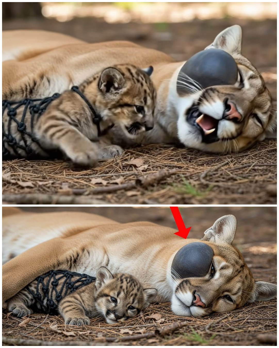 (VIDEO) Sick Mother Cougar and Her Baby Waited Hours for Help – What Rescuers Did Next Shocked Everyone