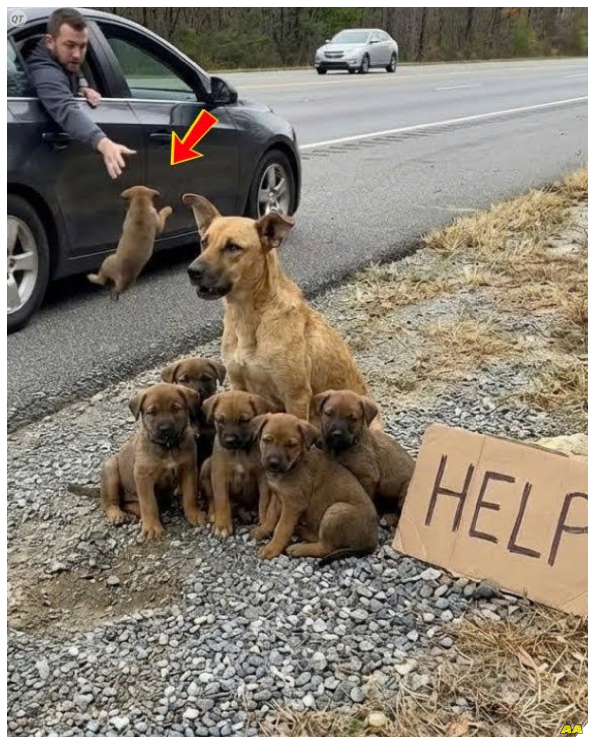 In a quiet suburban neighborhood, the sun rose on a seemingly ordinary day, but for a family of dogs, it marked the beginning of a nightmare.  A heartless man had decided that they were no longer worth his time, abandoning them in a deserted alley.  The mother dog, Bella, whimpered softly as she licked her puppies, trying to comfort them amidst their confusion.  Little did they know, their journey of survival was about to begin.  Would anyone come to their rescue? 🐾