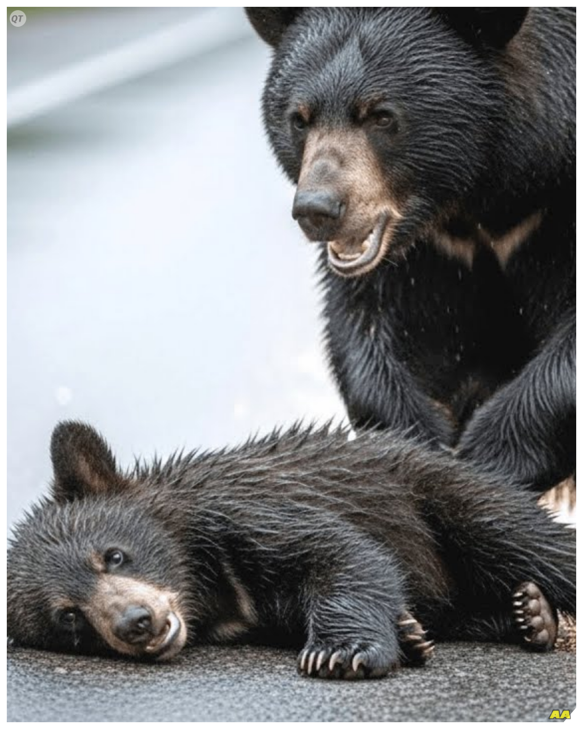 As fate would have it, a wildlife biologist named Emily was driving to a research site when she spotted the distressed mother bear.  Her heart sank as she noticed the injured cub, and instinctively, she pulled over to assess the situation.  Emily had dedicated her life to protecting wildlife, and she knew she had to act quickly.  With her heart racing, she stepped out of her vehicle, determined to help the bear family.  Could she bridge the gap between human and nature in this critical moment? 🌲
