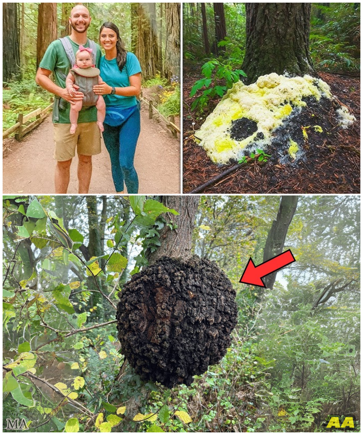 They Vanished in Redwoods, 4 Years Later Hikers Find a Strange Fungus Infestation at Tree…