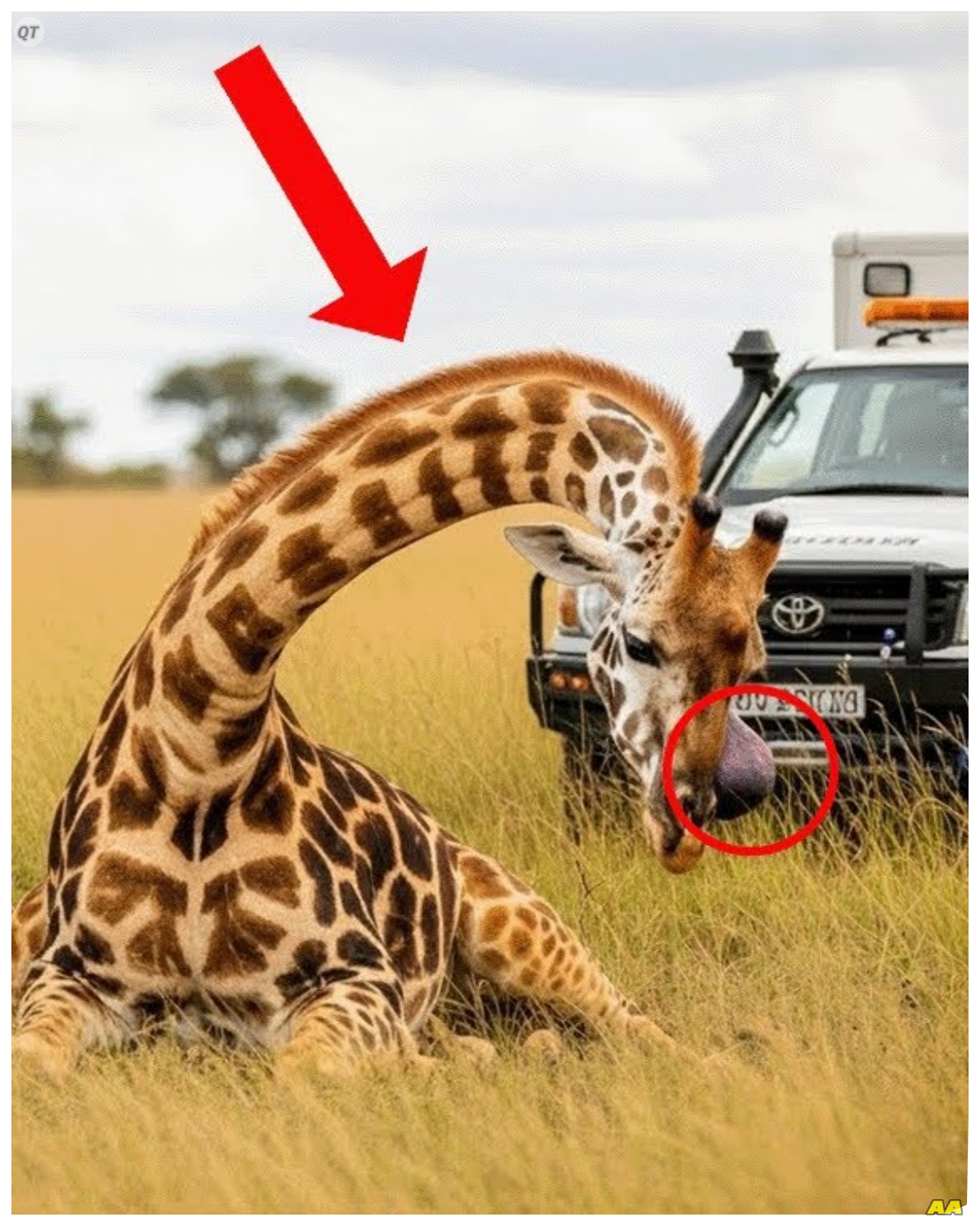 A Giraffe With a Broken, Bent Neck Waited Days for Help – The Ending Will Melt Your Heart