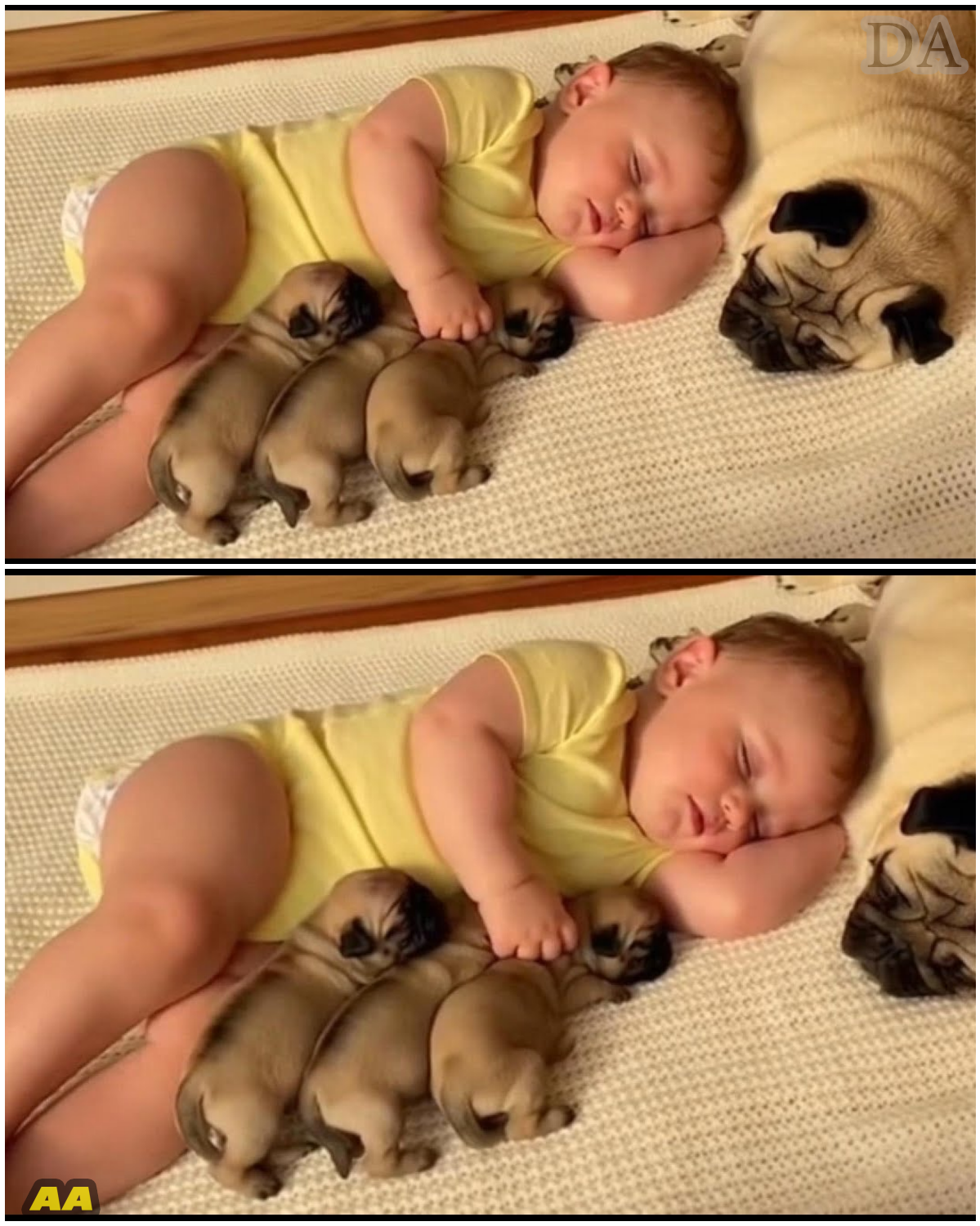 The Great Slumber Party: A Symphony of Sniggles and Paws