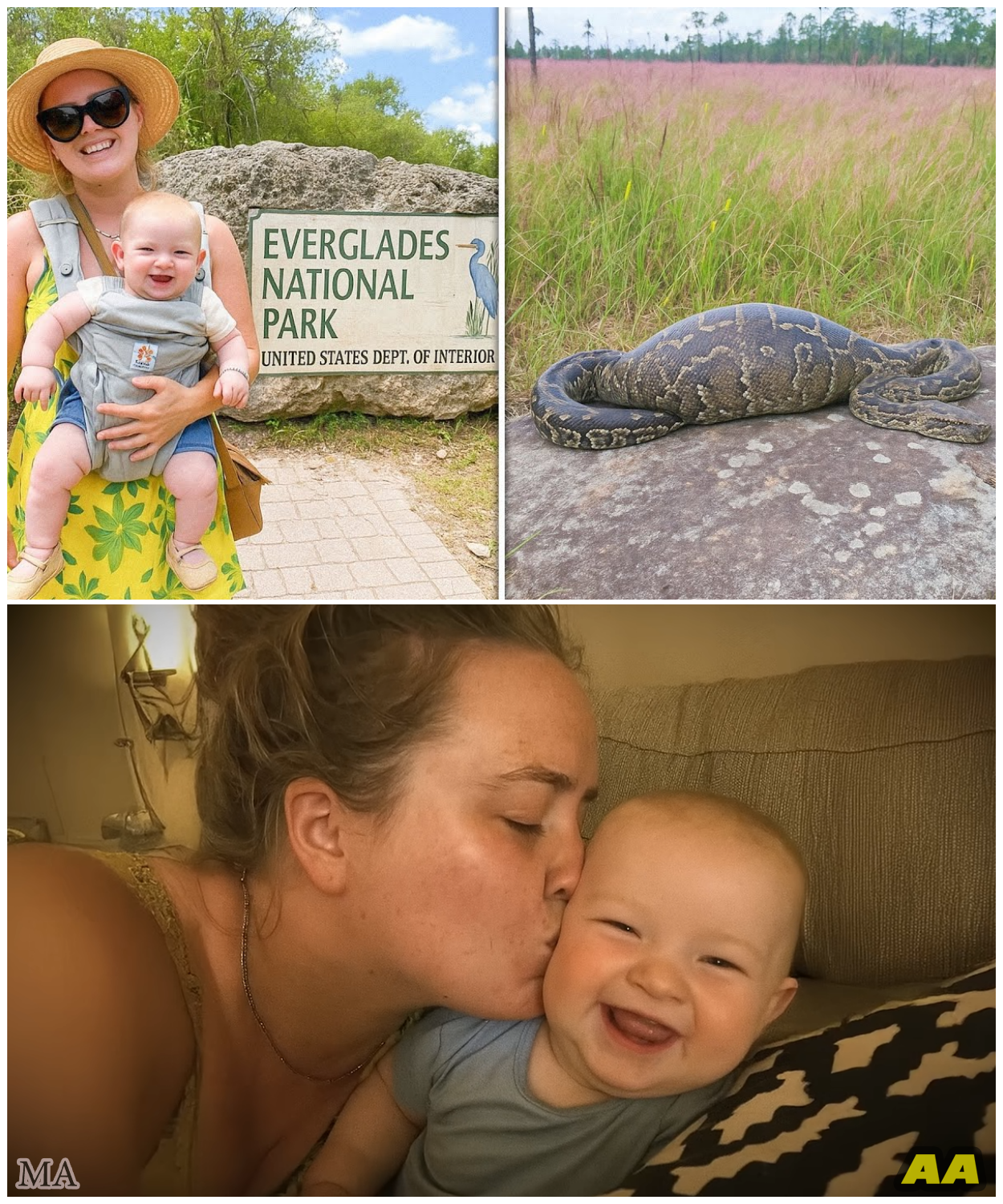 Single Mom Vanished in Everglades, 1 Year Later a Python Is Found With a Strange Bulge…