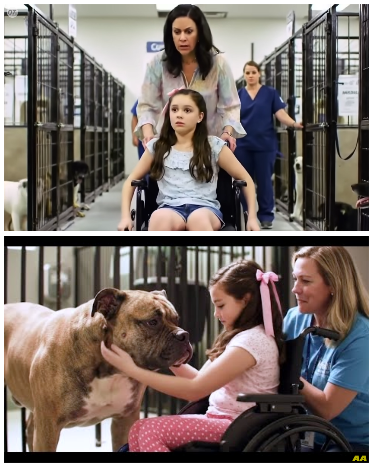 Paralyzed Girl Meets the Most Aggressive Dog in Shelter What Happened Next Left Everyone in Tears  When a little girl in a wheelchair insisted on meeting the most dangerous dog in the shelter, nobody thought it was a good idea.  The staff warned her again and again, “Stay away from that one.  ” But she ignored every warning.  Everyone held their breath as she rolled closer to his kennel, bracing for the worst.  But instead of lunging, instead of biting, the bulldog did something no one expected.  What happened next stunned the whole shelter and turned into a story that melted hearts everywhere.  Titan had been there longer than any other dog.  A massive bulldog with a wide chest, a thick, scarred neck, and eyes the color of burnt amber.  He was as intimidating as he was feared.  On his intake card, someone had scrolled in red marker aggressive.  Use caution.  This story touched millions of hearts.  Have it touched yours? Let us know with a like, comment yes and subscribe or follow for more amazing stories like this.  Back to the story.  Every morning, volunteers approached his kennel with dread.  He’d stand stiff, teeth bared, his body trembling with tension.  No matter how softly they spoke, no matter what treats they offered, Titan never relaxed.  “He’s too far gone,” one staff member whispered as she slid his water bowl inside.  “Some dogs, they just never recover.  ” No one knew exactly what had broken him.  Titan had been found wandering on the edge of town, skinny, filthy, with a frayed rope still hanging from his collar.  He had growled the entire ride back in the truck, and ever since he hadn’t wagged his tail, not once……. Full in the comment 👇