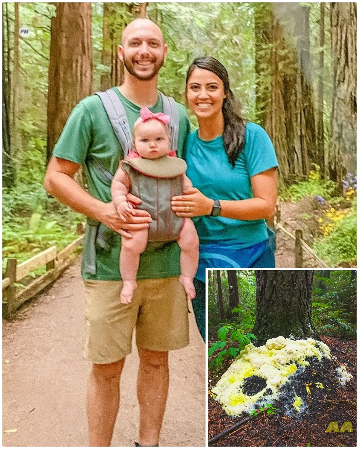 They Vanished in Redwoods, 4 Years Later Hikers Find a Strange Fungus Infestation at Tree…