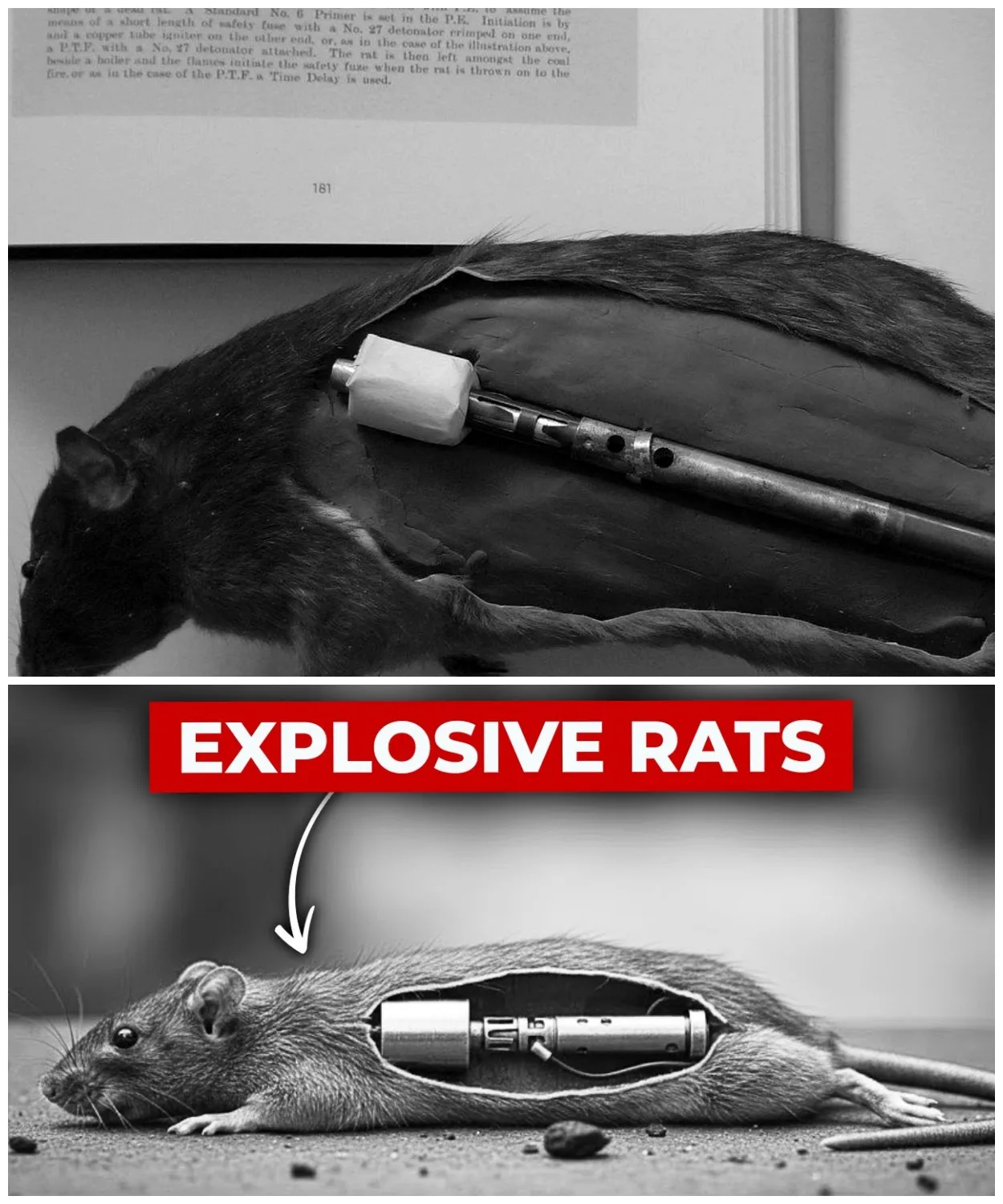 The ‘Disturbing’ British Weapon That Paralyzed the German War Machine