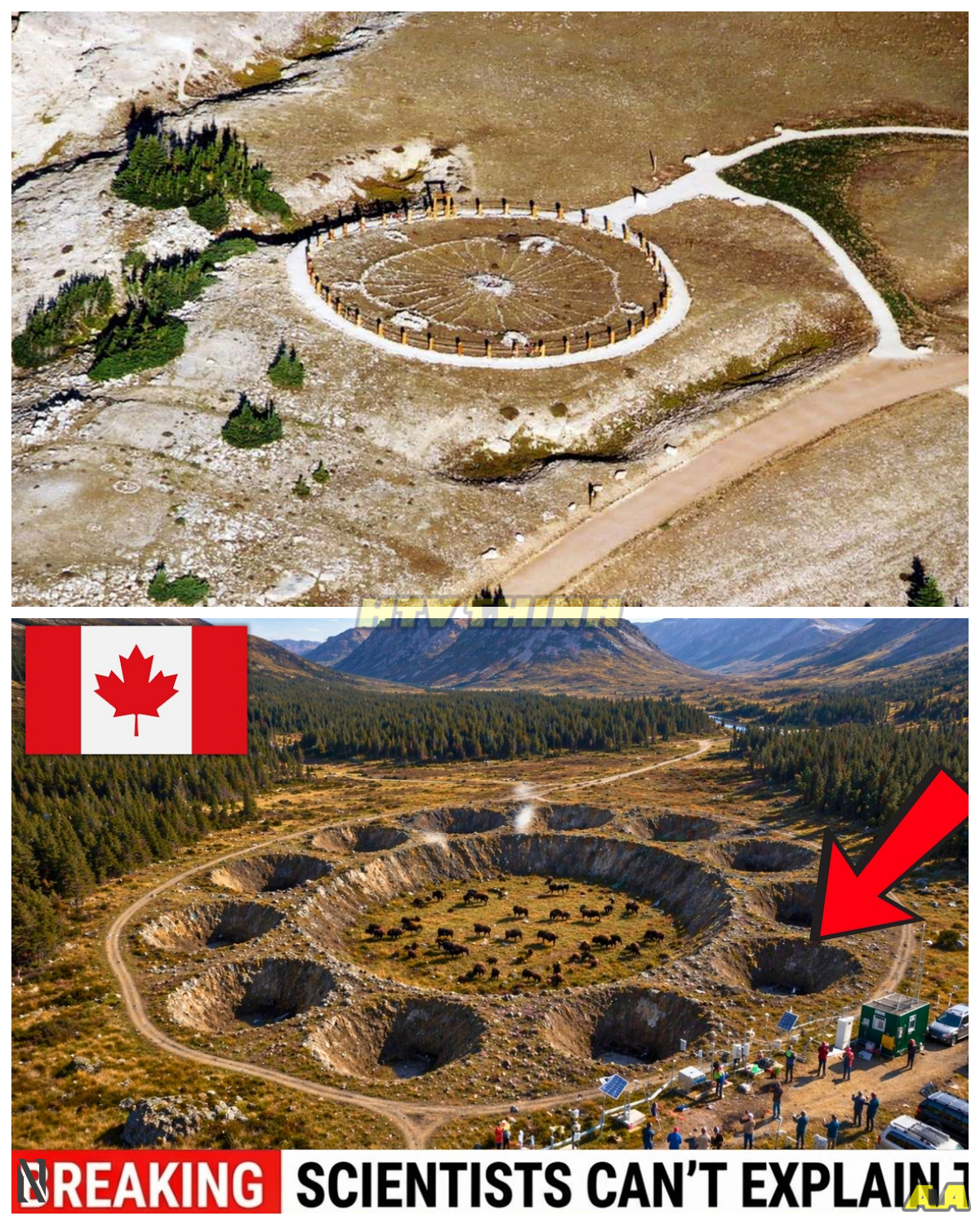 CANADA RELEASED 16 BISON INTO A “DEAD” VALLEY—AND WHAT THEY DID WITH THEIR HOOVES CHANGED EVERYTHING OVERNIGHT! A quiet ecological experiment has exploded into a viral sensation after 16 bison were introduced into a barren valley many believed beyond recovery. At first, it sounds too simple to matter—just a handful of animals in a lifeless landscape. But the twist reveals something astonishing: their hooves churned the soil, their wallows trapped water, and their movements began reshaping the entire ecosystem in ways scientists didn’t fully expect. Why did such a small group trigger such a dramatic transformation, and what does it reveal about nature’s hidden power to heal itself?